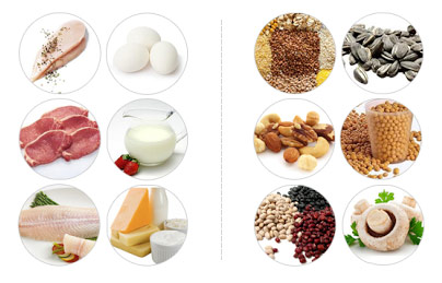 Варианты белковой пищи