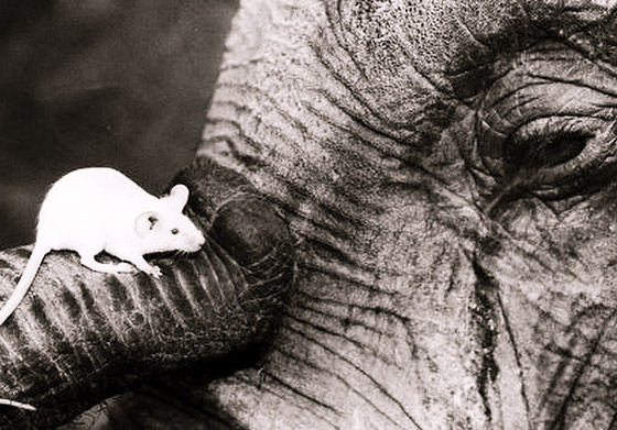Слон и мышь: теория Рубнера