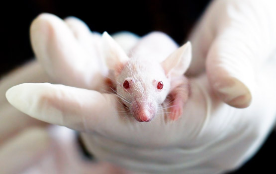 Исследование глутамата натрия проводились на лабораторных крысах