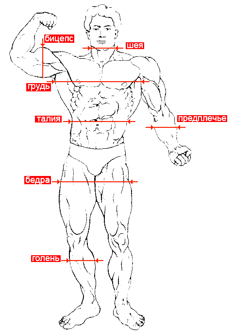 measurements-of-the-volume-of-the-body.gif